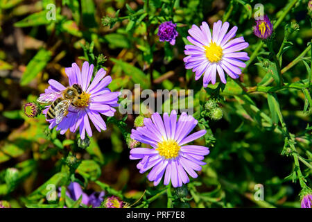 Un nettare di api di raccolta a metà settembre, in alto vista da vicino su minuscoli fiori con luce viola petali Foto Stock