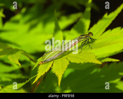 Rossi di grandi dimensioni (Damselfly Pyrrhosoma nymphula) a riposo su un acer in un giardino sul retro a Cardiff, nel Galles del Sud, Regno Unito Foto Stock