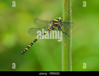 Golden-inanellati dragonfly (Cordulegaster boltonii) arroccato su uno stelo presso il National Trust Dinefwr Estate in West Wales, Regno Unito Foto Stock