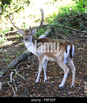 A maggese Buck (Dama Dama) nella campagna del Sussex. Maschio adulto daino (bucks) sono generalmente di 84 - 94 cm a spalla e pesare 46 - 94kg. Femmine (l) sono 73 - 91cm a spalla e pesare 35 - 56kg. Questo li pone in termini di dimensioni tra il capriolo e il cervo rosso. Foto Stock