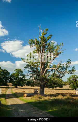 Pomeriggio estivo a Petworth Park, West Sussex, in Inghilterra. Foto Stock