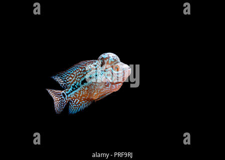 Cichlids in acquario Foto Stock