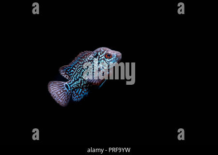 Cichlids in acquario Foto Stock