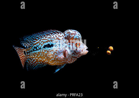 Cichlids kingkamfa in acquario Foto Stock