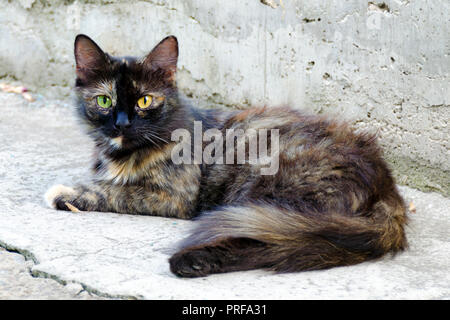 Senzatetto rosso gatto nero con gli occhi di colori diversi. Ritratto di due colorati Gatto sdraiato sul all'aperto. Foto Stock