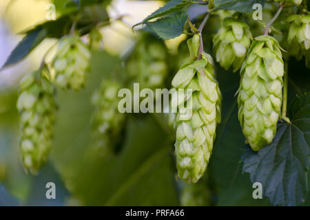 Fresco verde di coni di luppolo su bush. Fiori per la fabbricazione della birra e pane closeup, agricolo di sfondo. Luogo vuoto per copia posto nello spazio per il testo. Foto Stock