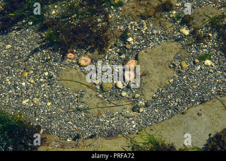 Pozze di marea a Botanical Beach, Port Renfrew, Isola di Vancouver, Canada Foto Stock