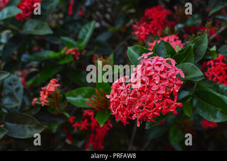 Red Ixora fiore in fiore nel giardino. Forma di cuore. Red spike fiore. Re Ixora blooming (Ixora chinensis). Rubiacee fiore. Ixora coccinea fiore Foto Stock