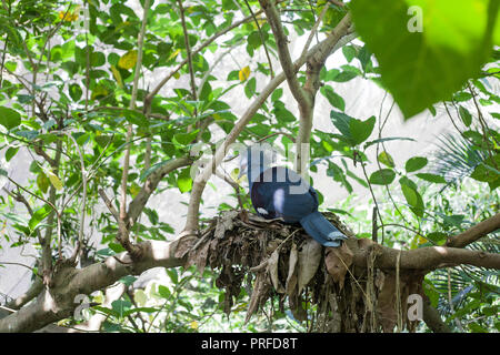 Western incoronato piccione (Goura cristata) blue bird seduto su albero verde, nesting Foto Stock