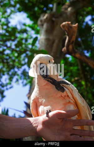 Salmone-crested cockatoo (Cacatua haematuropygia) seduto sul man mano Foto Stock