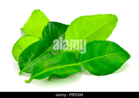 Organici di foglie di combava. Foglie di combava è il più popolare di erbe nel cibo asiatico. Foto Stock