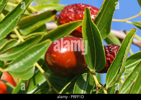 Jujube frutto o drupa latino Ziziphus jujuba maturazione su una boccola in Italia vari nomi tra cui rosso data relativi alla famiglia di frangola rhamnaceae Foto Stock