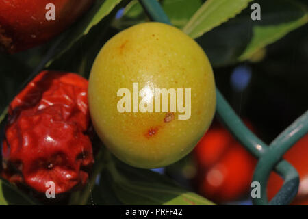 Verde jujube acerbo frutto o drupa latino Ziziphus jujuba su una boccola in Italia vari nomi tra cui rosso data relativi alla famiglia di frangola rhamnaceae Foto Stock