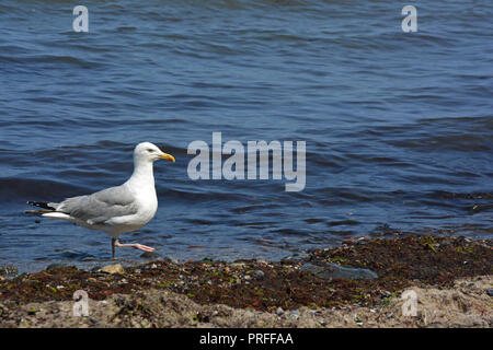 Möve Meer Hintergrund Foto Stock