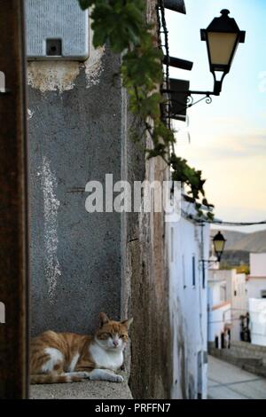 Cat in appoggio alla porta e le strette stradine e le facciate bianche di Lucainena de las Torres, Almería, Spagna Foto Stock