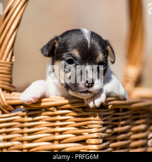 Jack Russell cucciolo Foto Stock