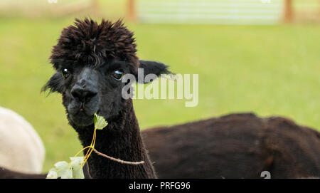 Close up di alpaca marrone Foto Stock