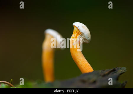 Due giovani falsi Funghi galletti o gallinacci, Hygrophoropsis aurantiaca, crescendo in MOSS Foto Stock