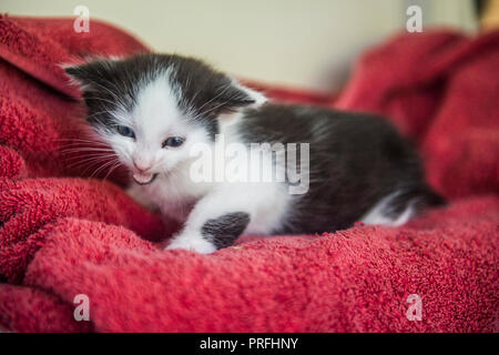 Arrabbiato gattina abbandonata Foto Stock