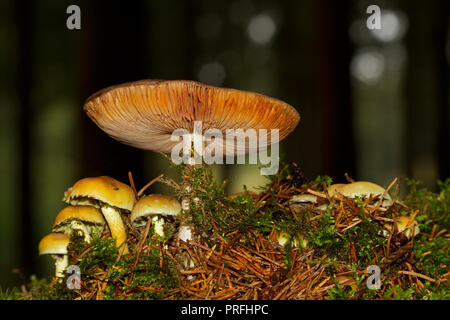 Gruppo di ciuffo di zolfo di funghi e una grande, probabilmente un Milkcap, in una foresta buia, aghi di pino e moss Foto Stock