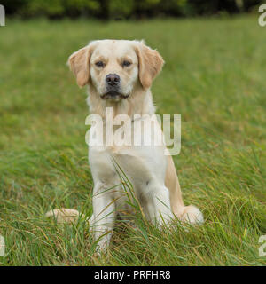 Il golden retriever Foto Stock