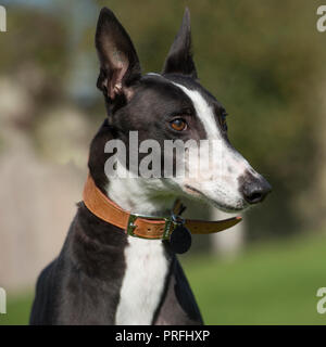 Levriero Foto Stock