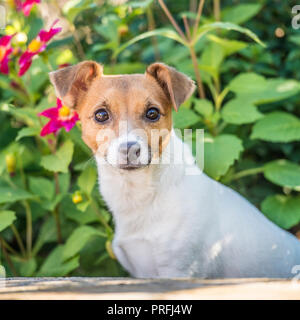Jack Russell cane Foto Stock
