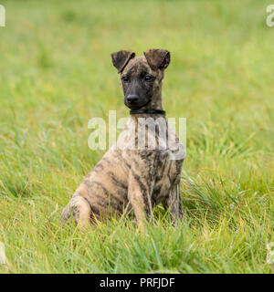 cucciolo di Bracco Foto Stock