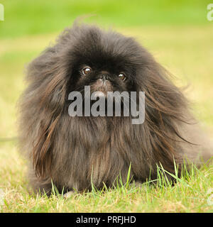 pechinese Foto Stock