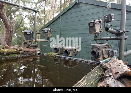 La fauna selvatica fotocamera reflex digitale attrezzatura di trappola comprendente tre telecamere, tre speedlight lampeggia un sensore remoto su un laghetto di riflessione, East Yorkshire, Regno Unito. Foto Stock