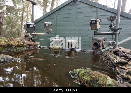 La fauna selvatica fotocamera reflex digitale attrezzatura di trappola comprendente tre telecamere, tre speedlight lampeggia un sensore remoto su un laghetto di riflessione, East Yorkshire, Regno Unito. Foto Stock