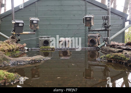 La fauna selvatica fotocamera reflex digitale attrezzatura di trappola comprendente tre telecamere, tre speedlight lampeggia un sensore remoto su un laghetto di riflessione, East Yorkshire, Regno Unito. Foto Stock