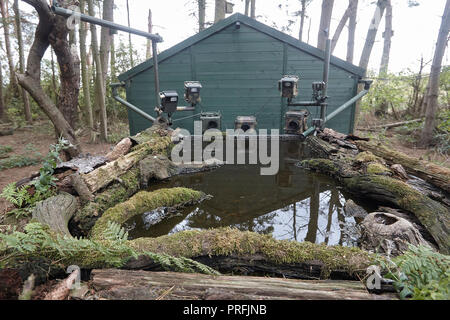 La fauna selvatica fotocamera reflex digitale attrezzatura di trappola comprendente tre telecamere, tre speedlight lampeggia un sensore remoto su un laghetto di riflessione, East Yorkshire, Regno Unito. Foto Stock