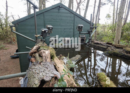 La fauna selvatica fotocamera reflex digitale attrezzatura di trappola comprendente tre telecamere, tre speedlight lampeggia un sensore remoto su un laghetto di riflessione, East Yorkshire, Regno Unito. Foto Stock