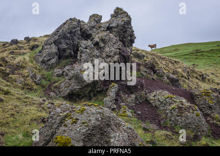 Mucca in un prato nelle vicinanze Keldur Turf House Museum nella parte sud dell'Islanda Foto Stock