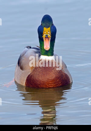 Mallard Anas platyrhyncha Drake chiamando Foto Stock