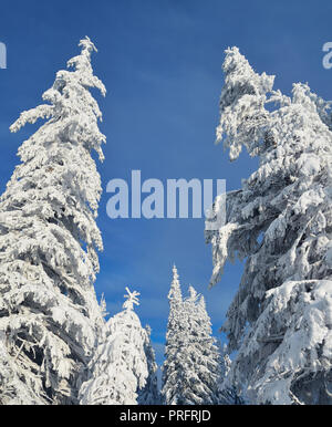 Foresta di inverno in montagna dopo la nevicata Foto Stock