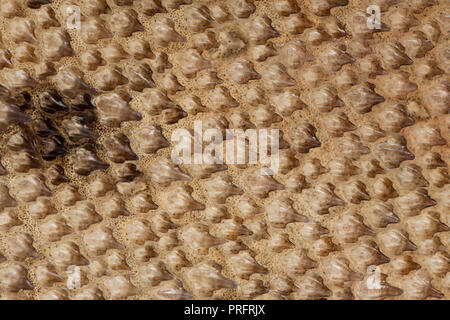 Un ritratto di close-up di le squame placoidi, o denticles dermica, sulla pelle di un toro huss catturati barca da pesca sullo stelo e la linea off la costa del Dorset in Foto Stock