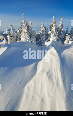 Soleggiato paesaggio invernale con dune di neve in una foresta di montagna Foto Stock