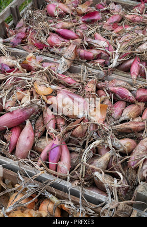 Allium cepa. Scalogni in vassoi di legno a Daylesford Organic farm shop festival d'autunno. Daylesford, Cotswolds, Gloucestershire, Inghilterra Foto Stock