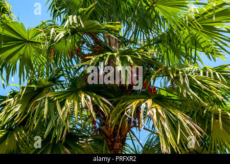 Palm tree impianto ( Borassus o Palmyra palm ) in un cielo blu Foto Stock