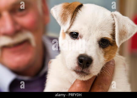 Uomo anziano azienda terrier cucciolo,cornwall, Regno Unito Foto Stock