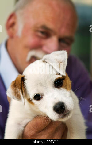 Uomo anziano azienda terrier cucciolo,cornwall, Regno Unito Foto Stock