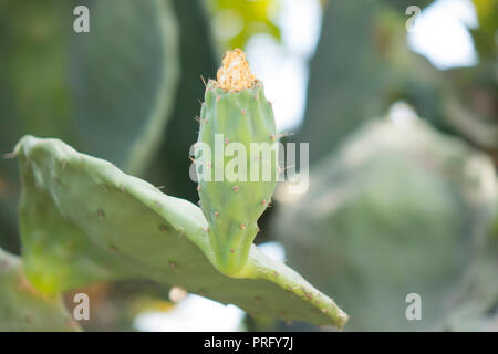 Close up viola fiore di cactus lampadina sul cactus con erba selvatica sfondo Foto Stock