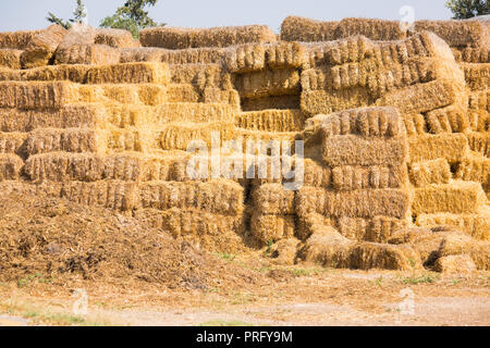 Le balle di paglia è memorizzato su un campo di trattamento in una grande piramide. Agricoltura, foraggi. Giorno d'estate e di sole Foto Stock