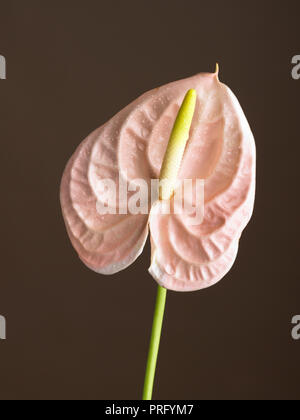 Anthurium fiore sparato contro uno sfondo scuro Foto Stock