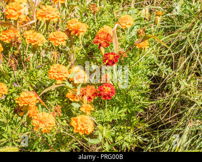 Fiori e piante nel vigneto biologico Les Granges vicino Fenis nella Valle d'Aosta Regione Nord-Ovest Italia Foto Stock