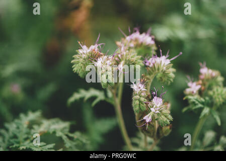 Phacelia tanacetifolia è un'erba annuale noto anche come lacy phacelia, tansy blu o porpora tansy. Messa a fuoco selettiva con molto leggera profondità di campo a. Foto Stock