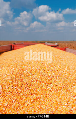 Pila di raccolto di sementi di mais i kernel del rimorchio del trattore è pronto per essere trasportato in silos Foto Stock