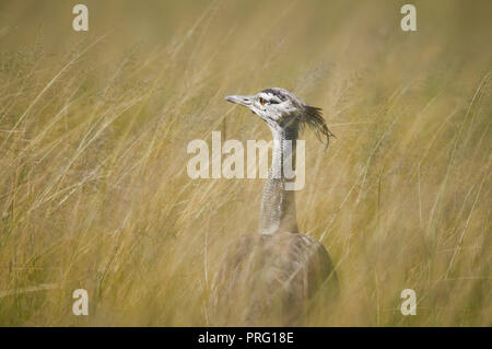 Kori bustard africa heavest del volo di uccelli, in erba lunga a piedi e guardando lateralmente Foto Stock